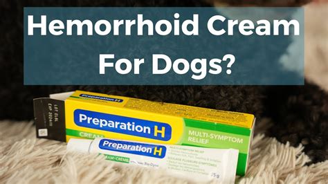 How to treat dog hemorrhoids? Updated April 2024 Wikidoggia