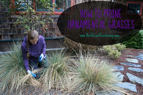 How to trim ornamental grasses in spring