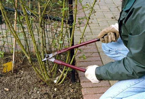 How to trim rose bushes. Things To Know About How to trim rose bushes. 