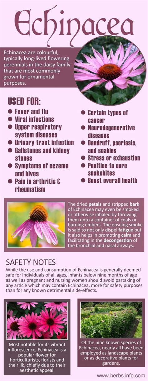 Prevents the common cold. Echinacea may strengthen your body's immune system, helping you fight colds and flus caused by viruses or bacteria. Some research shows that the echinacea plant contains .... 