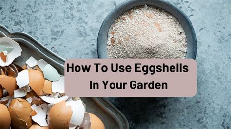 How to use eggshells in your garden