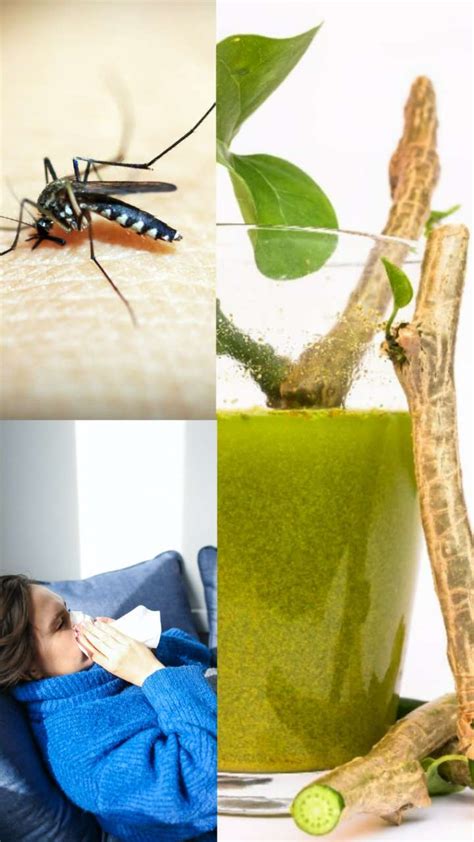 How to use giloy in dengue