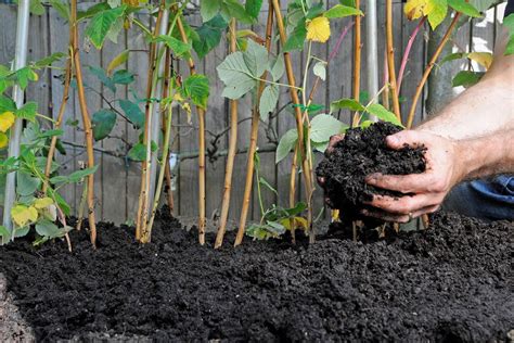 How to use manure in garden