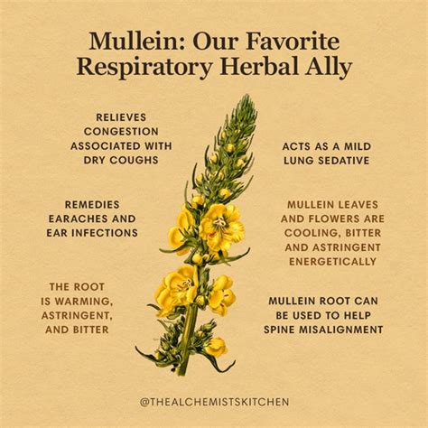 How to use mullein.  1 day ago · Compare mullein drops vs mullein tea for lu...