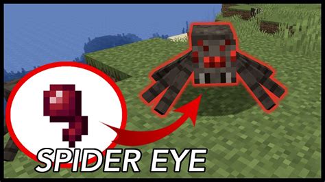 How to use spider eyes in minecraft