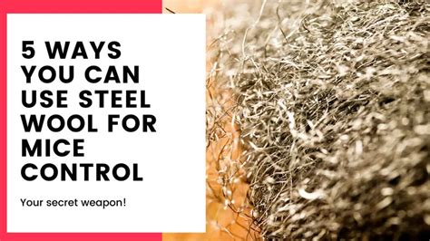 How to use steel wool to keep mice out. .  ...