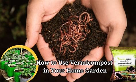 How to use vermicompost in potted plants