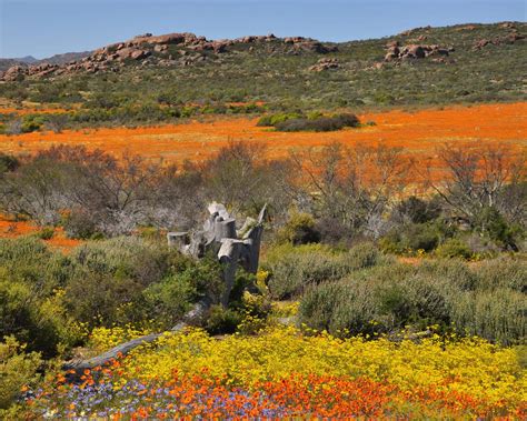 How to visit Namaqualand Flower route - The Curious Journal