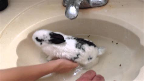 How to wash rabbits’s legs and hands at home #shortsfeed #rabbit #pets …