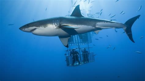 How to watch Shark Week online stream on Discovery Plus from anywhere now TechRadar