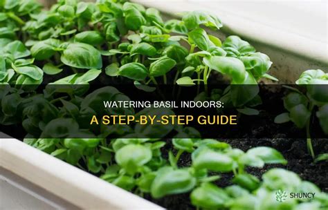 How to water basil indoors.  But even though it&rsquo;s low-maintenance, knowing how often ...
