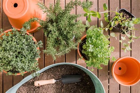 How to water herbs growing in pots and containers