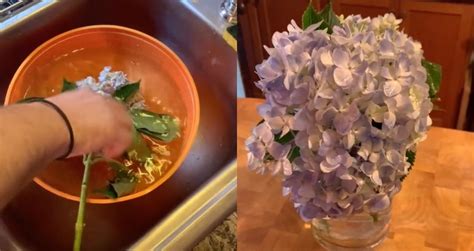 How to water hydrangeas in a pot