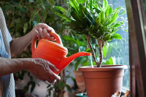 How to water plants. Dec 2, 2019 ... Most plants depend on even moisture. Slight drying out, however, before watering can promote root growth in plants. 2. Water more seldom but ... 
