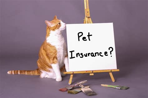 How to weigh the pros and cons of buying pet insurance