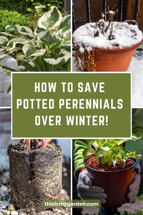 How to winter perennials in pots