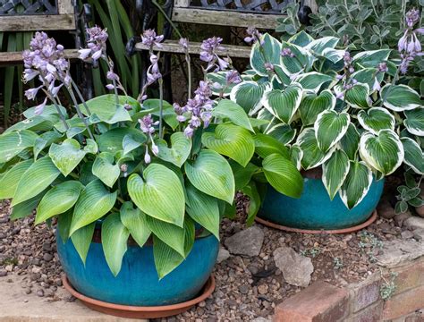 How to winterize hostas in containers