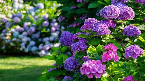 How to winterize hydrangeas and help them flourish in 2022 Tom s Guide