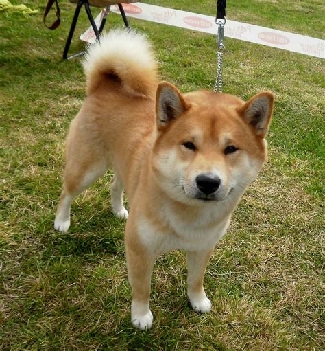 In this article, let’s have a deeper look at Shiba Inu and how yo