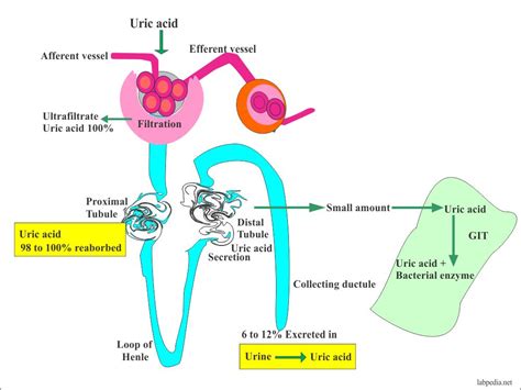 How uric acid formed in body