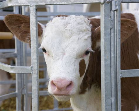 How veal is made