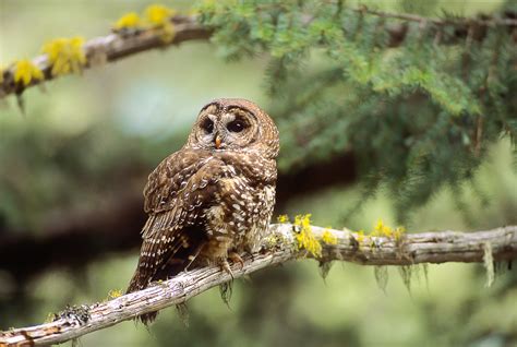 How we can still save Canada’s last spotted owls