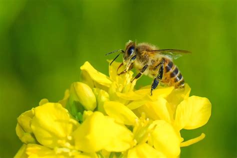 How will Japan protect the dramatic decline of honey bees?