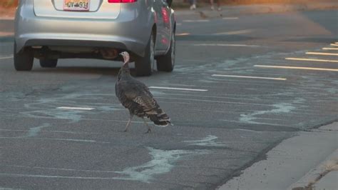 How will Thornton keep its road-crossing turkeys safe?