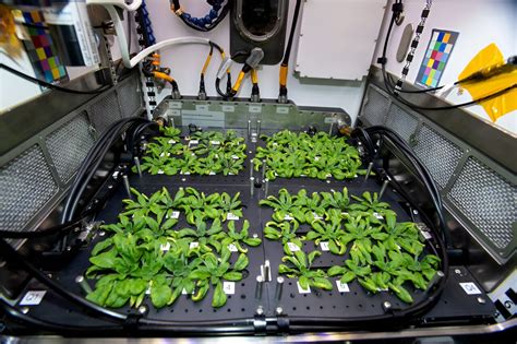 How would plants grow in space