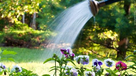 How you water the garden can save you money, gallons and your plants, too