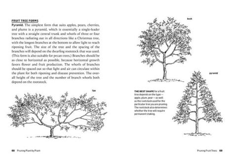 Read Online How To Prune Trees  Shrubs Easy Techniques For Timely Trimming A Storey Basics Title By Barbara Ellis