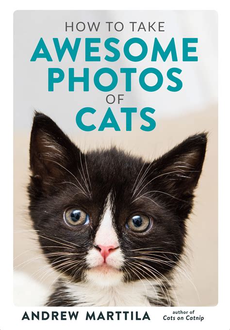 Download How To Take Awesome Photos Of Cats By Andrew Marttila