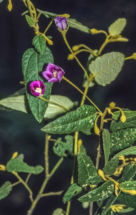 Howittia trilocularis F. Muell. - GBIF