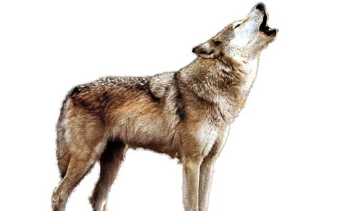 Howling Wolf PNG & Download Transparent Howling Wolf PNG