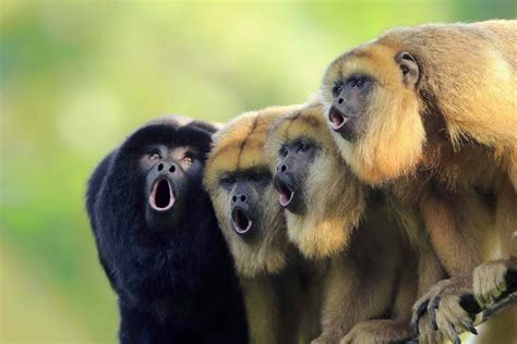 Howling monkey. Things To Know About Howling monkey. 