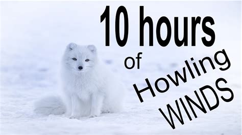 Howling wind sounds. This 10 Hours nature sound video contains Blizzard Storm, Snowstorm & Howling Winds. Peaceful winter nature ambiance sound sound for sleep, relaxation, readi... 