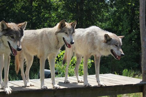 Howling Woods Farm is an educational facility located in Jackson Township, NJ. We are a 501(c)(3) Public Charity providing learning experiences to the public about wolves and …. 