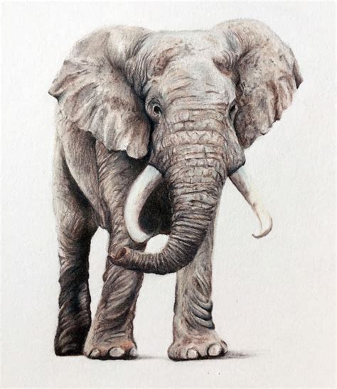 Howto Draw A Realistic Elephant