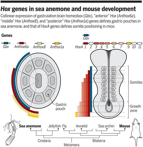 Hox Genes in Development The Hox Code