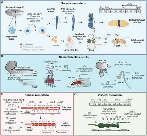 Hox Protein - an overview ScienceDirect Topics