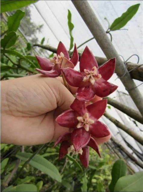 Hoya Imperialis Varieties & Care Guide - Soil Seed and Garden