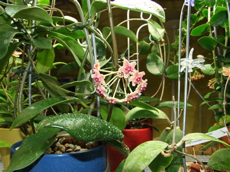 Hoya diversifolia Vermont Hoyas