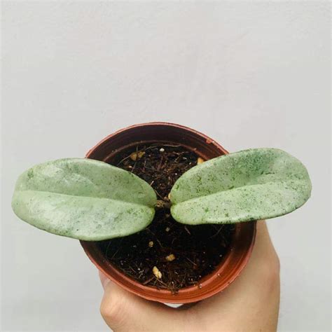 Hoya polyneura (Hoya fishtail) for Sale - HappyForestStore