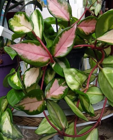 Hoya tricolor. Hoya Carnosa 'Tricolor' from Burncoose Nurseries available online to buy - Information: cream-splashed variegated leaves. Scented pink flowers. Evergreen - oval, rigid, very fleshy leaves to 8cm (3in) longShades of pink - All shades of pink through to Carmine (red)Height - … 