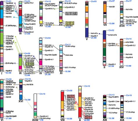 Hsf and Hsp gene families in Populus: genome-wide identification ...