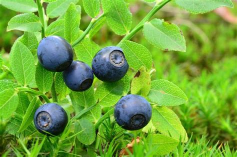 Huckleberries in Montana Are Everywhere! In the …