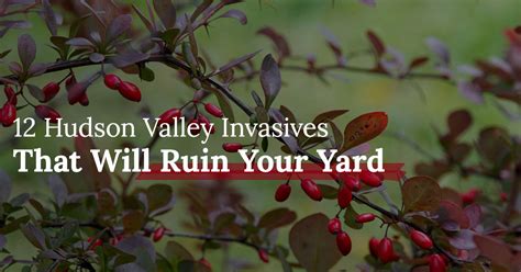 Hudson Valley Invasives