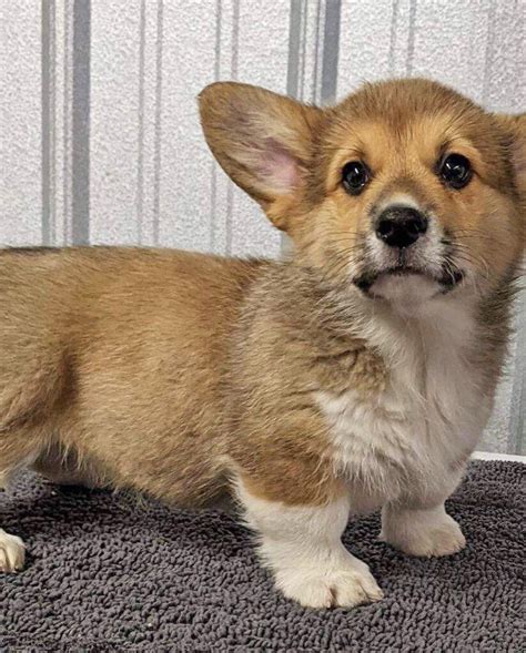 Hudson valley corgis. Things To Know About Hudson valley corgis. 