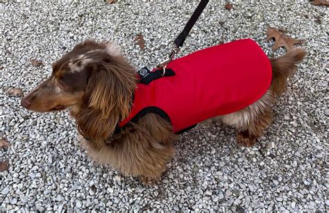 Hug-A-Dog Harness Dachshund Coat - Dachshund Delights