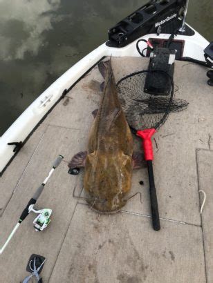 Huge Lanier Catfish Caught And Released – Georgia Outdoor …